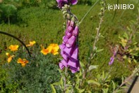 http://mpdb.nibiohn.go.jp/CONTENTS_ROOT/PLANT_PHOTO_DATA/PHOTO_FILE/thumbnail/1225.jpg