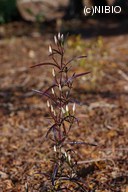 http://mpdb.nibiohn.go.jp/CONTENTS_ROOT/PLANT_PHOTO_DATA/PHOTO_FILE/thumbnail/581.jpg