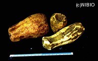 http://mpdb.nibiohn.go.jp/CONTENTS_ROOT/PLANT_PHOTO_DATA/PHOTO_FILE/thumbnail/618.jpg