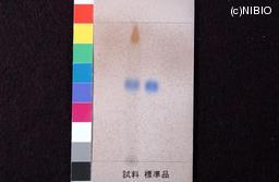 http://mpdb.nibiohn.go.jp/CONTENTS_ROOT/JP_IDENTIFICATION_PHOTO_DATA/JP_IDENTIFICATION_PHOTO_FILE/thumbnail/1061.jpg