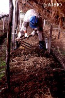 http://mpdb.nibiohn.go.jp/CONTENTS_ROOT/PLANT_PHOTO_DATA/PHOTO_FILE/thumbnail/667.jpg