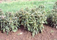 http://mpdb.nibiohn.go.jp/CONTENTS_ROOT/PLANT_PHOTO_DATA/PHOTO_FILE/thumbnail/706.jpg