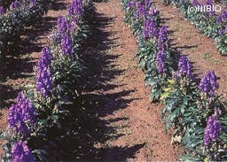 http://mpdb.nibiohn.go.jp/CONTENTS_ROOT/CULTIVATION_PHOTO_DATA/PHOTO_FILE/thumbnail/283.jpg