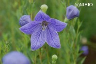 http://mpdb.nibiohn.go.jp/CONTENTS_ROOT/PLANT_PHOTO_DATA/PHOTO_FILE/thumbnail/219.jpg