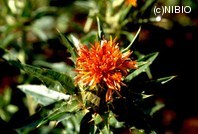 http://mpdb.nibiohn.go.jp/CONTENTS_ROOT/PLANT_PHOTO_DATA/PHOTO_FILE/thumbnail/295.jpg