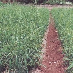 http://mpdb.nibiohn.go.jp/CONTENTS_ROOT/CULTIVATION_PHOTO_DATA/PHOTO_FILE/thumbnail/29.jpg