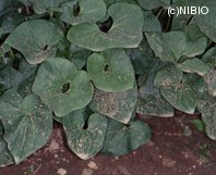 http://mpdb.nibiohn.go.jp/CONTENTS_ROOT/PLANT_PHOTO_DATA/PHOTO_FILE/thumbnail/366.jpg