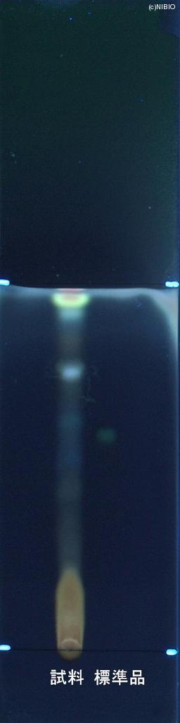 http://mpdb.nibiohn.go.jp/CONTENTS_ROOT/JP_IDENTIFICATION_PHOTO_DATA/JP_IDENTIFICATION_PHOTO_FILE/thumbnail/860.jpg