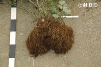 http://mpdb.nibiohn.go.jp/CONTENTS_ROOT/PLANT_PHOTO_DATA/PHOTO_FILE/thumbnail/522.jpg