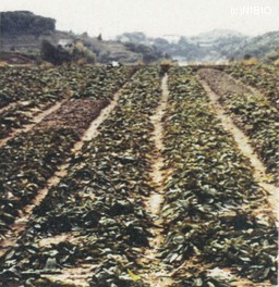 http://mpdb.nibiohn.go.jp/CONTENTS_ROOT/CULTIVATION_PHOTO_DATA/PHOTO_FILE/thumbnail/13.jpg