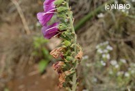 http://mpdb.nibiohn.go.jp/CONTENTS_ROOT/PLANT_PHOTO_DATA/PHOTO_FILE/thumbnail/1226.jpg