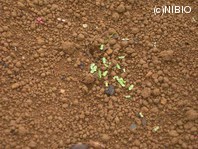 http://mpdb.nibiohn.go.jp/CONTENTS_ROOT/PLANT_PHOTO_DATA/PHOTO_FILE/thumbnail/1275.jpg