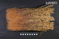 http://mpdb.nibiohn.go.jp/CONTENTS_ROOT/PLANT_PHOTO_DATA/PHOTO_FILE/thumbnail/582.jpg