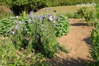 http://mpdb.nibiohn.go.jp/CONTENTS_ROOT/PLANT_PHOTO_DATA/PHOTO_FILE/thumbnail/220.jpg
