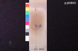 http://mpdb.nibiohn.go.jp/CONTENTS_ROOT/JP_IDENTIFICATION_PHOTO_DATA/JP_IDENTIFICATION_PHOTO_FILE/thumbnail/1062.jpg