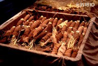 http://mpdb.nibiohn.go.jp/CONTENTS_ROOT/PLANT_PHOTO_DATA/PHOTO_FILE/thumbnail/668.jpg