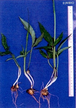http://mpdb.nibiohn.go.jp/CONTENTS_ROOT/CULTIVATION_PHOTO_DATA/PHOTO_FILE/thumbnail/245.jpg