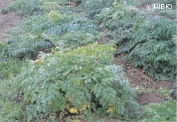 http://mpdb.nibiohn.go.jp/CONTENTS_ROOT/CULTIVATION_PHOTO_DATA/PHOTO_FILE/thumbnail/296.jpg