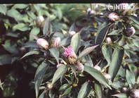 http://mpdb.nibiohn.go.jp/CONTENTS_ROOT/PLANT_PHOTO_DATA/PHOTO_FILE/thumbnail/707.jpg