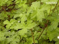 http://mpdb.nibiohn.go.jp/CONTENTS_ROOT/PLANT_PHOTO_DATA/PHOTO_FILE/thumbnail/276.jpg