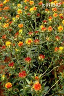 http://mpdb.nibiohn.go.jp/CONTENTS_ROOT/PLANT_PHOTO_DATA/PHOTO_FILE/thumbnail/296.jpg
