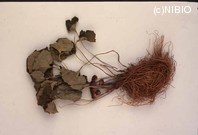 http://mpdb.nibiohn.go.jp/CONTENTS_ROOT/PLANT_PHOTO_DATA/PHOTO_FILE/thumbnail/368.jpg