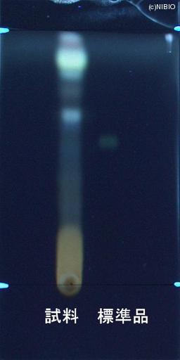 http://mpdb.nibiohn.go.jp/CONTENTS_ROOT/JP_IDENTIFICATION_PHOTO_DATA/JP_IDENTIFICATION_PHOTO_FILE/thumbnail/861.jpg