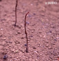 http://mpdb.nibiohn.go.jp/CONTENTS_ROOT/PLANT_PHOTO_DATA/PHOTO_FILE/thumbnail/419.jpg