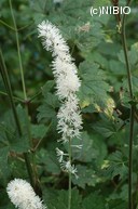 http://mpdb.nibiohn.go.jp/CONTENTS_ROOT/PLANT_PHOTO_DATA/PHOTO_FILE/thumbnail/523.jpg