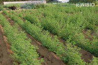 http://mpdb.nibiohn.go.jp/CONTENTS_ROOT/PLANT_PHOTO_DATA/PHOTO_FILE/thumbnail/1276.jpg