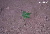 http://mpdb.nibiohn.go.jp/CONTENTS_ROOT/PLANT_PHOTO_DATA/PHOTO_FILE/thumbnail/669.jpg