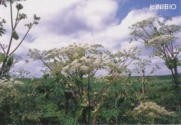 http://mpdb.nibiohn.go.jp/CONTENTS_ROOT/CULTIVATION_PHOTO_DATA/PHOTO_FILE/thumbnail/297.jpg