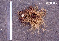 http://mpdb.nibiohn.go.jp/CONTENTS_ROOT/PLANT_PHOTO_DATA/PHOTO_FILE/thumbnail/709.jpg
