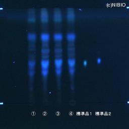 http://mpdb.nibiohn.go.jp/CONTENTS_ROOT/JP_IDENTIFICATION_PHOTO_DATA/JP_IDENTIFICATION_PHOTO_FILE/thumbnail/609.jpg