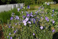 http://mpdb.nibiohn.go.jp/CONTENTS_ROOT/PLANT_PHOTO_DATA/PHOTO_FILE/thumbnail/221.jpg