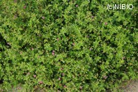 http://mpdb.nibiohn.go.jp/CONTENTS_ROOT/PLANT_PHOTO_DATA/PHOTO_FILE/thumbnail/277.jpg