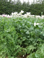 http://mpdb.nibiohn.go.jp/CONTENTS_ROOT/PLANT_PHOTO_DATA/PHOTO_FILE/thumbnail/1037.jpg