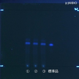 http://mpdb.nibiohn.go.jp/CONTENTS_ROOT/JP_IDENTIFICATION_PHOTO_DATA/JP_IDENTIFICATION_PHOTO_FILE/thumbnail/505.jpg