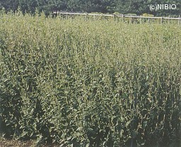 http://mpdb.nibiohn.go.jp/CONTENTS_ROOT/CULTIVATION_PHOTO_DATA/PHOTO_FILE/thumbnail/156.jpg
