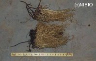 http://mpdb.nibiohn.go.jp/CONTENTS_ROOT/PLANT_PHOTO_DATA/PHOTO_FILE/thumbnail/369.jpg