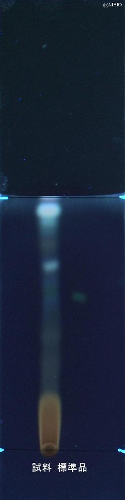http://mpdb.nibiohn.go.jp/CONTENTS_ROOT/JP_IDENTIFICATION_PHOTO_DATA/JP_IDENTIFICATION_PHOTO_FILE/thumbnail/862.jpg