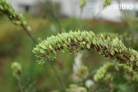 http://mpdb.nibiohn.go.jp/CONTENTS_ROOT/PLANT_PHOTO_DATA/PHOTO_FILE/thumbnail/524.jpg