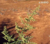 http://mpdb.nibiohn.go.jp/CONTENTS_ROOT/PLANT_PHOTO_DATA/PHOTO_FILE/thumbnail/1277.jpg