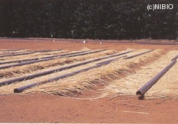 http://mpdb.nibiohn.go.jp/CONTENTS_ROOT/CULTIVATION_PHOTO_DATA/PHOTO_FILE/thumbnail/200.jpg