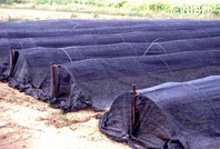 http://mpdb.nibiohn.go.jp/CONTENTS_ROOT/PLANT_PHOTO_DATA/PHOTO_FILE/thumbnail/584.jpg