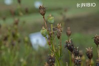 http://mpdb.nibiohn.go.jp/CONTENTS_ROOT/PLANT_PHOTO_DATA/PHOTO_FILE/thumbnail/222.jpg