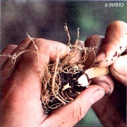 http://mpdb.nibiohn.go.jp/CONTENTS_ROOT/CULTIVATION_PHOTO_DATA/PHOTO_FILE/thumbnail/265.jpg