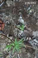 http://mpdb.nibiohn.go.jp/CONTENTS_ROOT/PLANT_PHOTO_DATA/PHOTO_FILE/thumbnail/670.jpg
