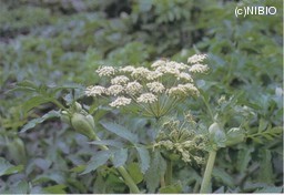 http://mpdb.nibiohn.go.jp/CONTENTS_ROOT/CULTIVATION_PHOTO_DATA/PHOTO_FILE/thumbnail/298.jpg