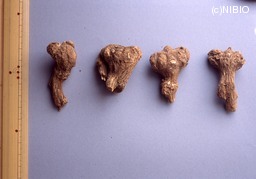 http://mpdb.nibiohn.go.jp/CONTENTS_ROOT/PLANT_PHOTO_DATA/PHOTO_FILE/thumbnail/1298.jpg
